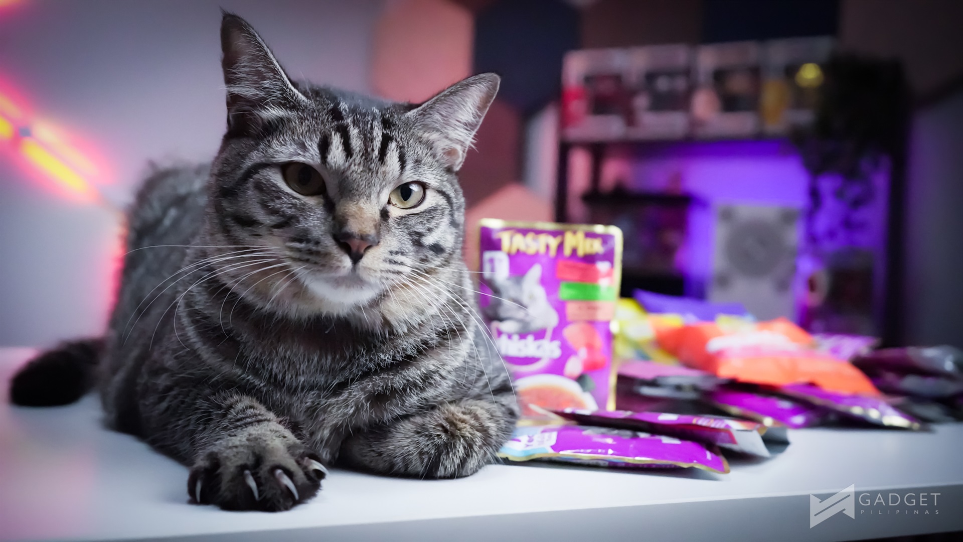 Quick Bytes: Celebrate International Cat Day with Pedigree at Shopee!