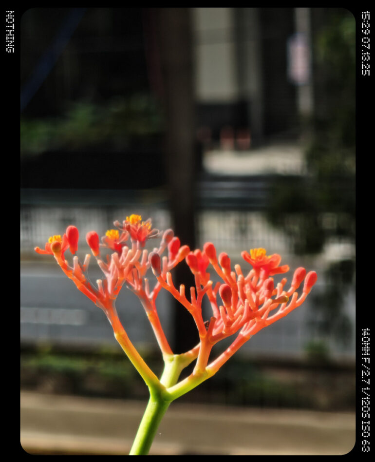 Nothing Phone (3) full review 2 camera sample macro mode 6x