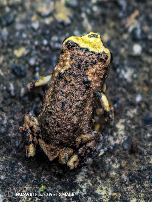 Photo by Edwin Martinez shot using the HUAWEI Pura 80 Pro (02)