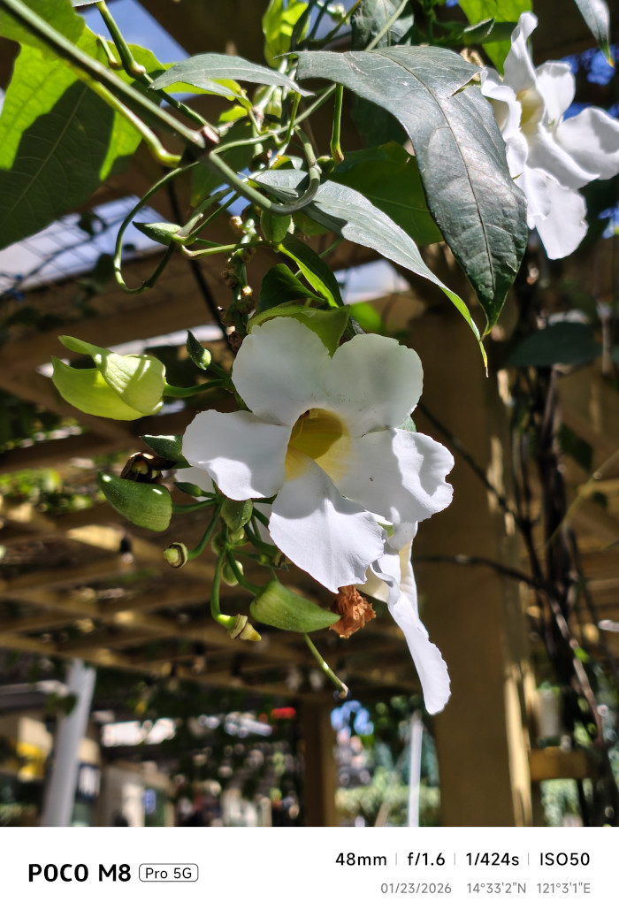 POCO M8 Pro 5G Review rear camera sample 3