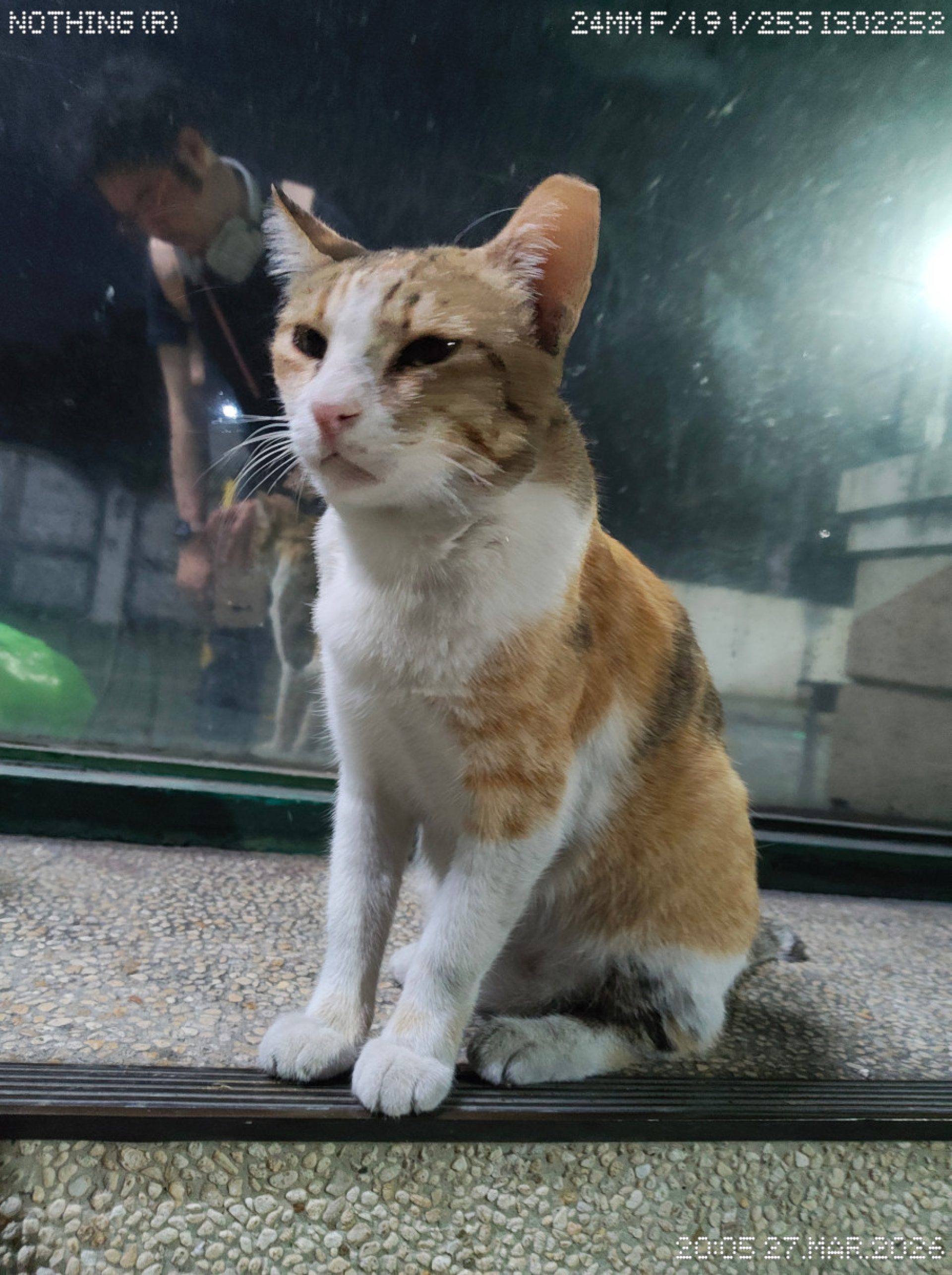 Nothing Phone (4a) Review rear camera 4