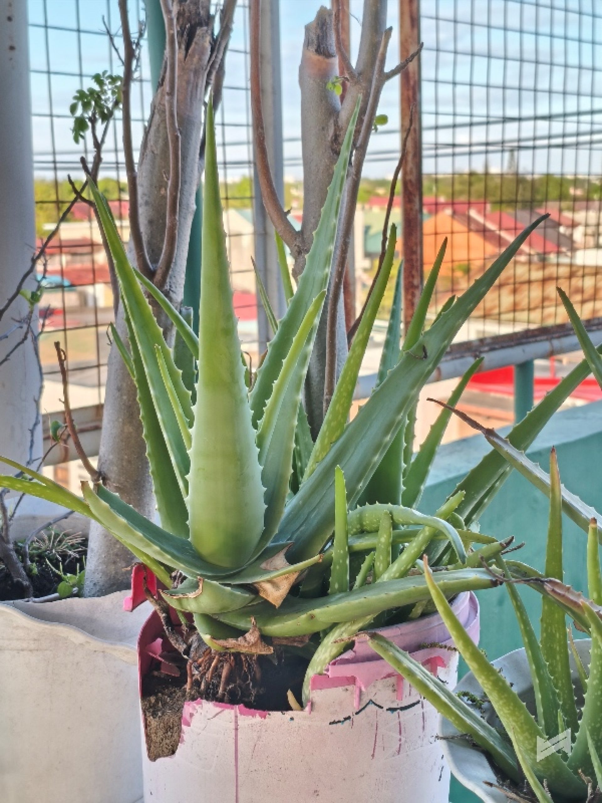 POCO X8 Pro Max Review Sample Photo 22