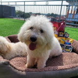 Get 40% savings on Pedigree products this 7.7 at Shopee