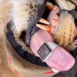 Vets Use the Apple Watch to Check the Heart Rate of Lions