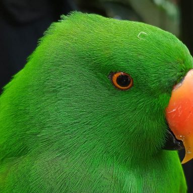 See Malagos Up Close with realme 11 Pro+